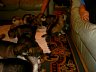 Pups 31.jpg